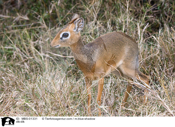 dik-dik / MBS-01331