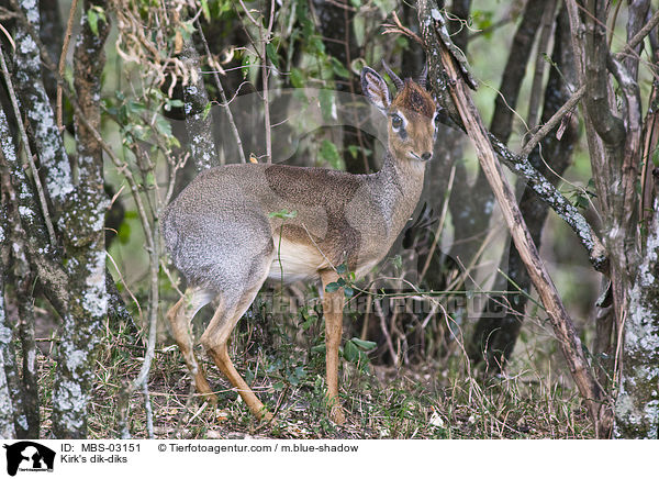 Kirk's dik-diks / MBS-03151