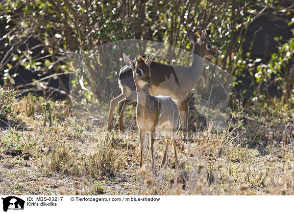 Kirk-Dikdiks / Kirk's dik-diks / MBS-03217