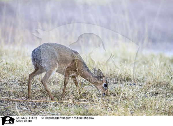 Kirk-Dikdik / Kirk's dik-dik / MBS-11546