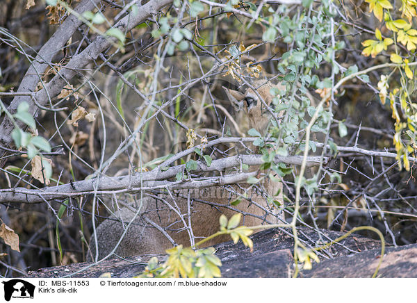 Kirk's dik-dik / MBS-11553