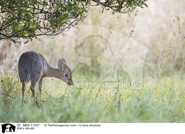 Kirk-Dikdik / Kirk's dik-dik / MBS-11557