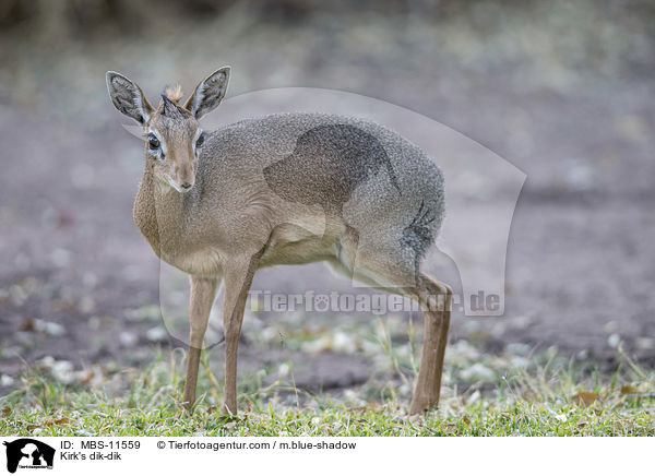 Kirk's dik-dik / MBS-11559