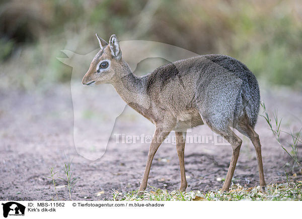 Kirk's dik-dik / MBS-11562