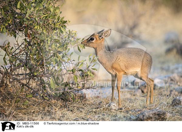 Kirk-Dikdik / Kirk's dik-dik / MBS-11566