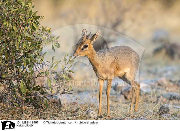 Kirk-Dikdik / Kirk's dik-dik / MBS-11567
