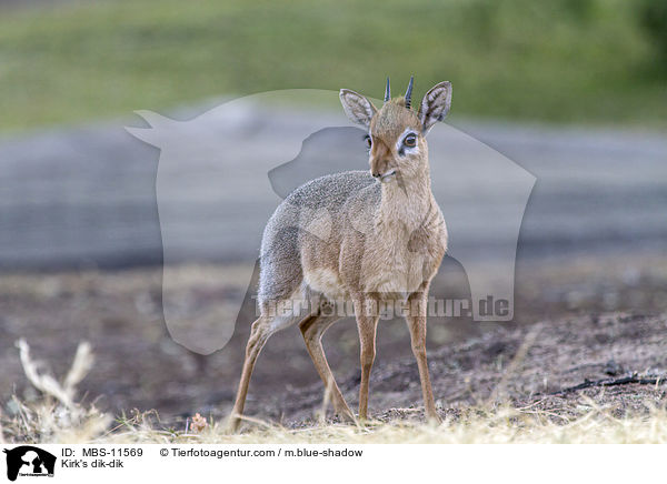 Kirk-Dikdik / Kirk's dik-dik / MBS-11569