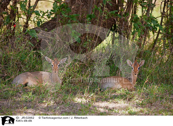 Kirk's dik-dik / JR-02862