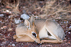 Kirk's dik-dik