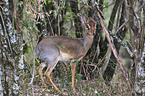 Kirk's dik-diks