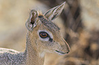 Kirk's dik-dik