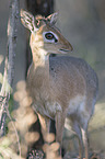 Kirk's dik-dik