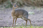 Kirk's dik-dik