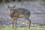 Kirk's dik-dik