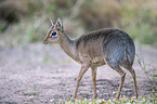 Kirk's dik-dik