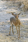 Kirk's dik-dik