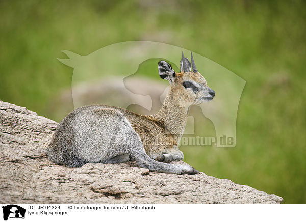 lying Klipspringer / JR-04324