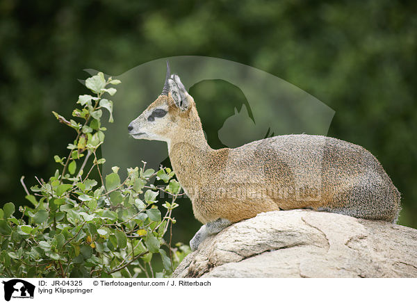 liegender Klippspringer / lying Klipspringer / JR-04325