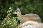 lying Klipspringer