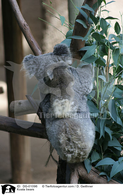 Koalas / Koala bears / DG-01096