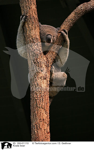 Koala bear / DG-01110