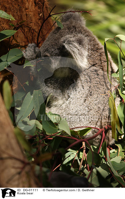 Koala / Koala bear / DG-01111