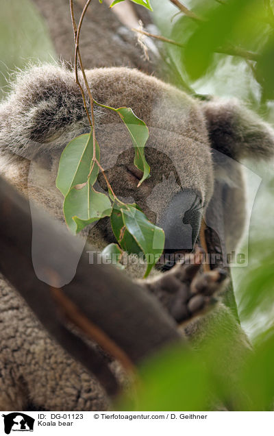 Koala / Koala bear / DG-01123