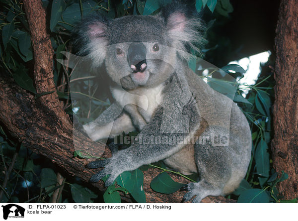 Koala / koala bear / FLPA-01023