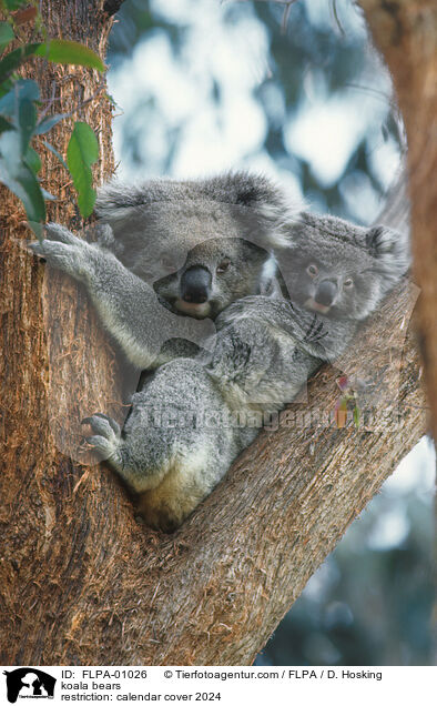 koala bears / FLPA-01026