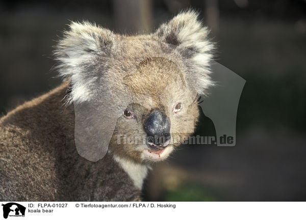 Koala / koala bear / FLPA-01027