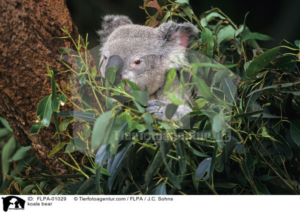 koala bear / FLPA-01029
