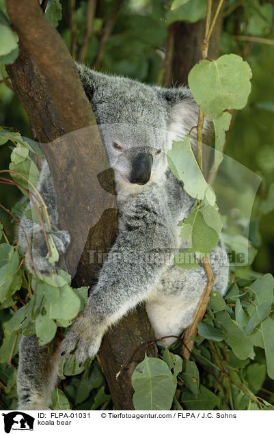 Koala / koala bear / FLPA-01031