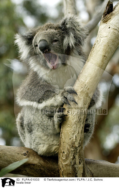 Koala / koala bear / FLPA-01033