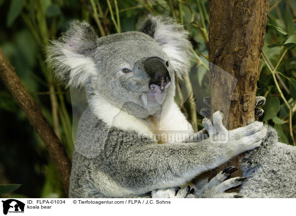 Koala / koala bear / FLPA-01034