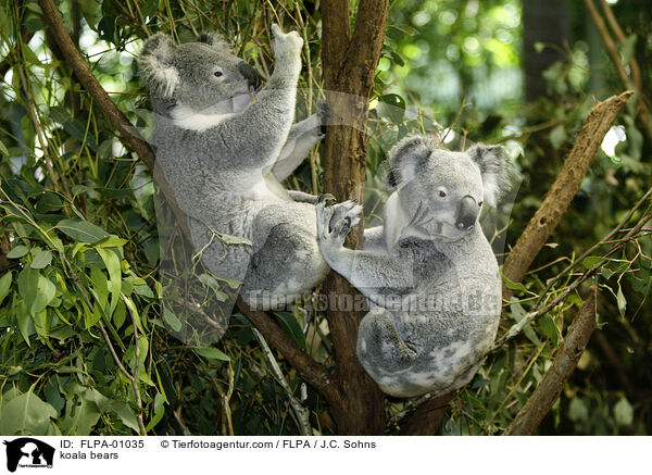 Koalas / koala bears / FLPA-01035