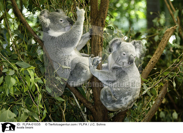 koala bears / FLPA-01035