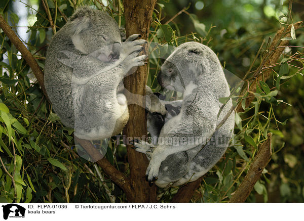 Koalas / koala bears / FLPA-01036