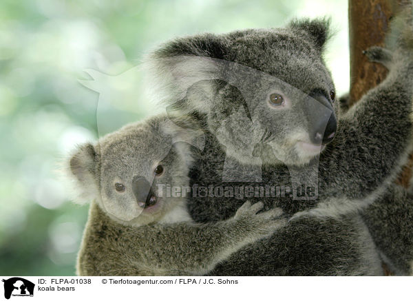 Koalas / koala bears / FLPA-01038