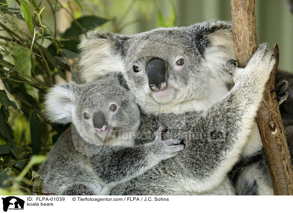 koala bears / FLPA-01039