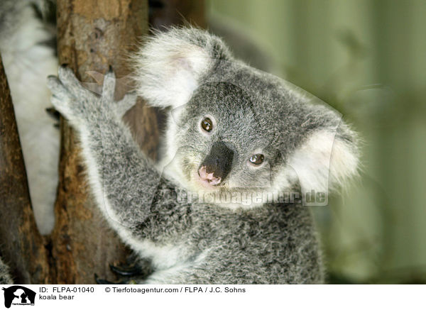 Koala / koala bear / FLPA-01040