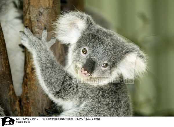 koala bear / FLPA-01040