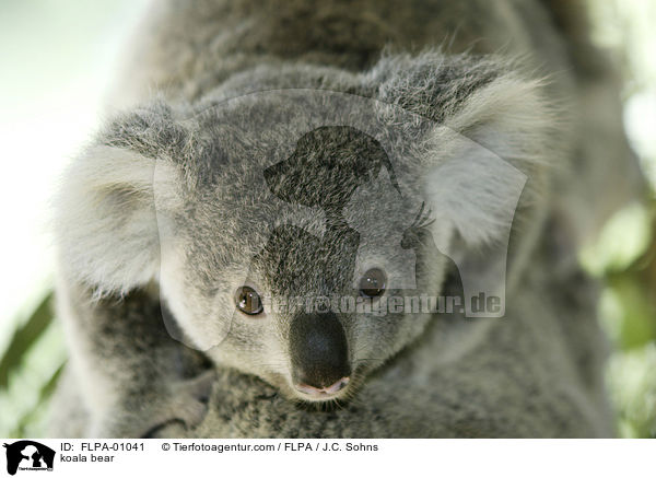koala bear / FLPA-01041