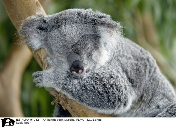 Koala / koala bear / FLPA-01042