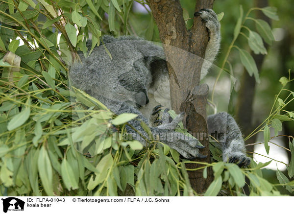 Koala / koala bear / FLPA-01043