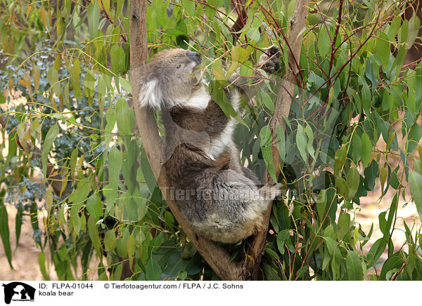 Koala / koala bear / FLPA-01044
