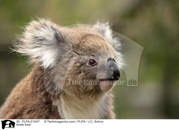 Koala / koala bear / FLPA-01047