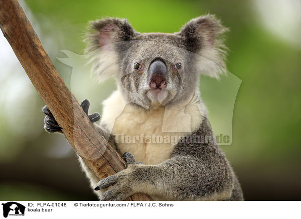 Koala / koala bear / FLPA-01048