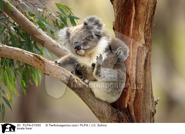 Koala / koala bear / FLPA-01050