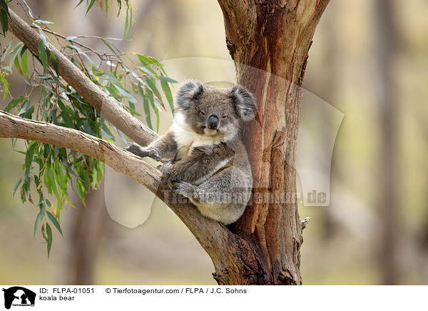 koala bear / FLPA-01051