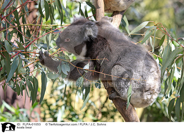 Koala / koala bear / FLPA-01053